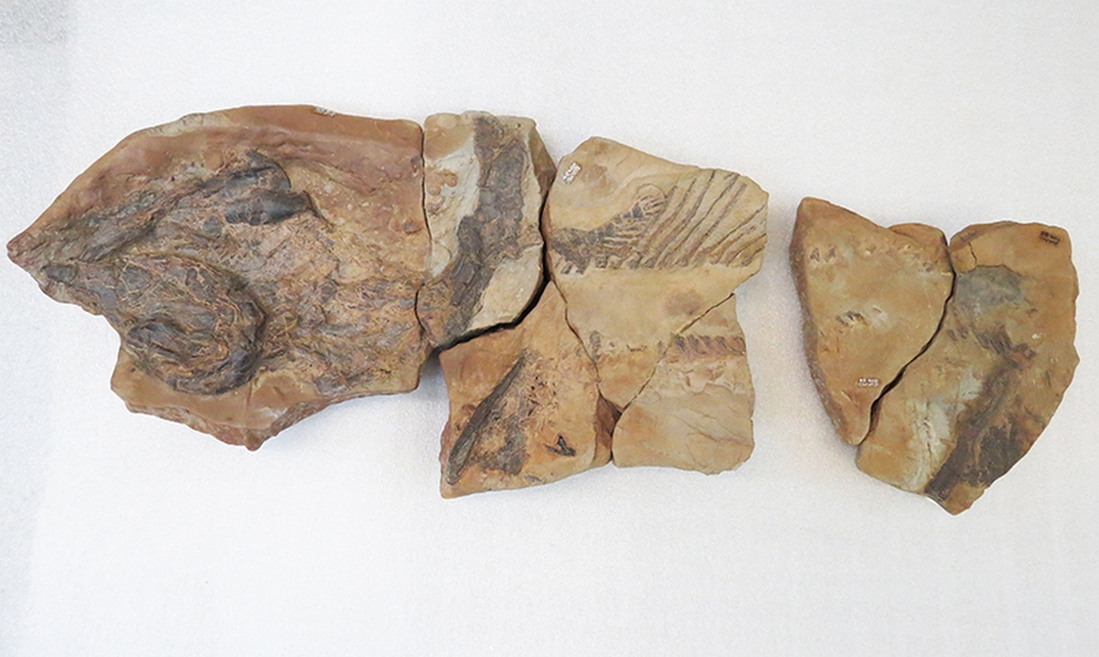 Hybodontiformes Owen, 1846) Отряд Гибодонтообразные, Order